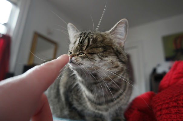 Cats With Tiny Faces