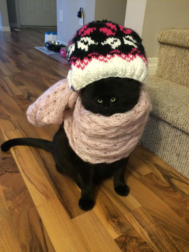 Cats With Tiny Faces