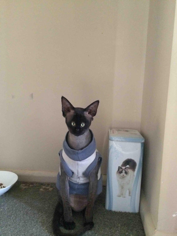 Cats With Tiny Faces