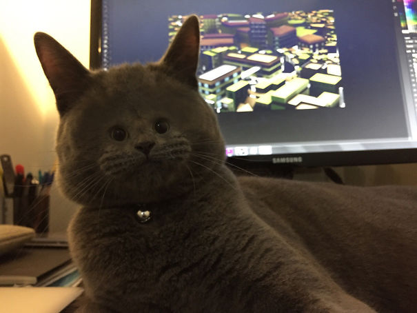 Cats With Tiny Faces