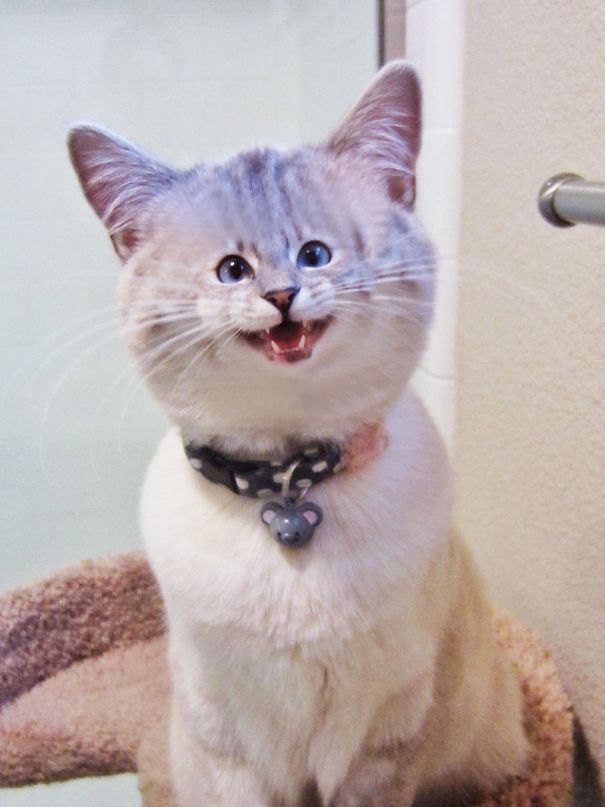 Cats With Tiny Faces