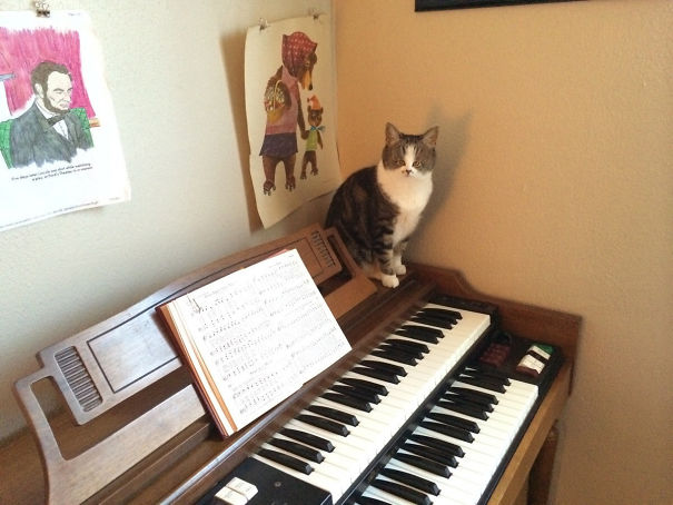 Cats With Tiny Faces