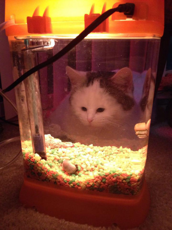 Cats With Tiny Faces