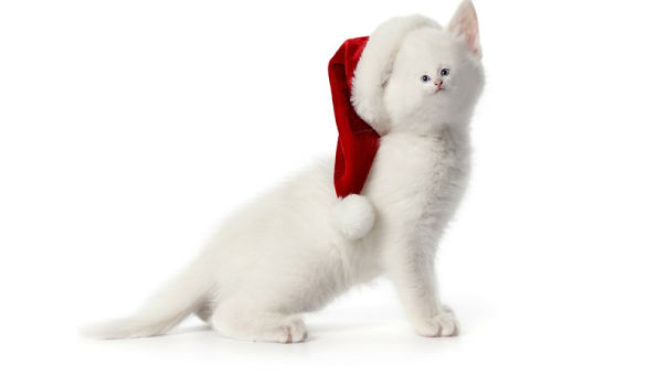 Cats With Tiny Faces