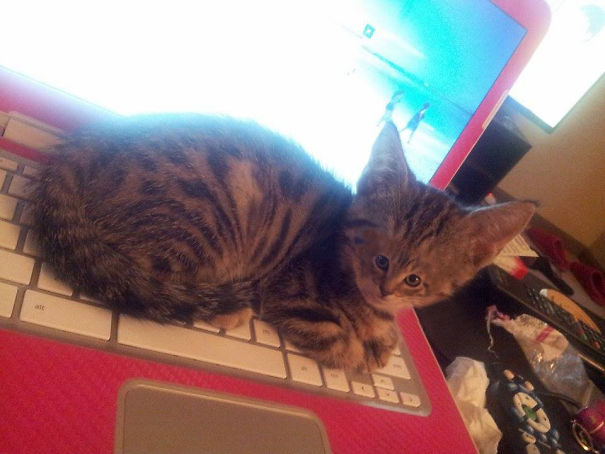 Cats With Tiny Faces