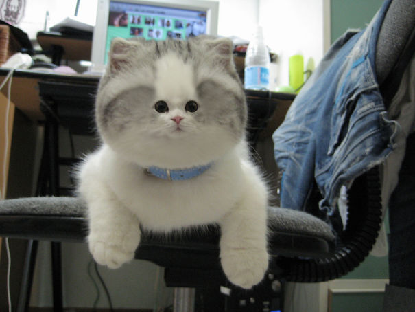 Cats With Tiny Faces