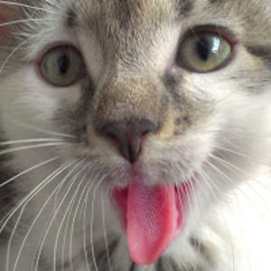 mariekehannen avatar