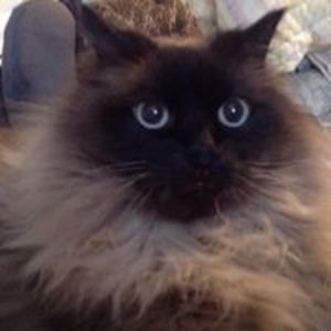 seceshwench59 avatar