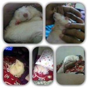 shalinishelly avatar