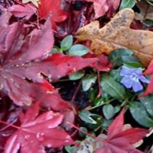 normaejohnson avatar