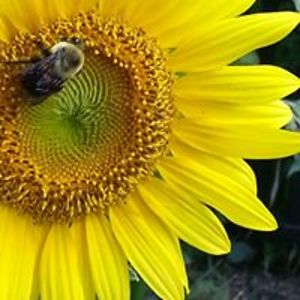 shiversprinkle14 avatar