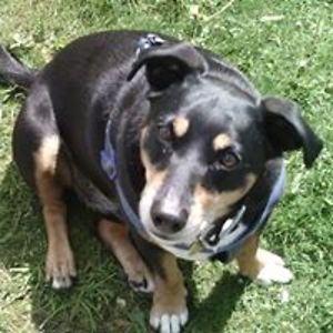 david_skelmaster avatar