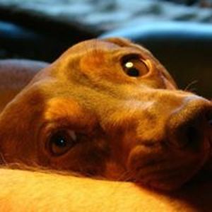 angela_williams40 avatar