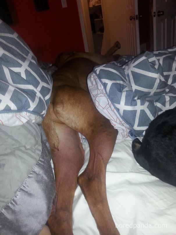 Thought I Woke Up To A Naked Hairy Man In My Bed