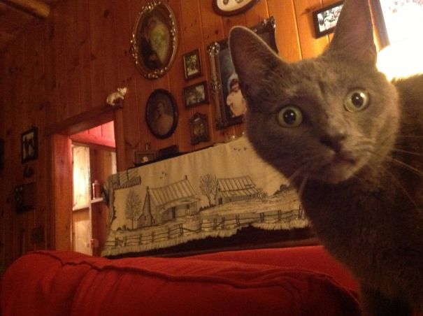 Fell Asleep 1st Night Cat Sitting. Woke Up To His 'Who The Heck Are You?' Face