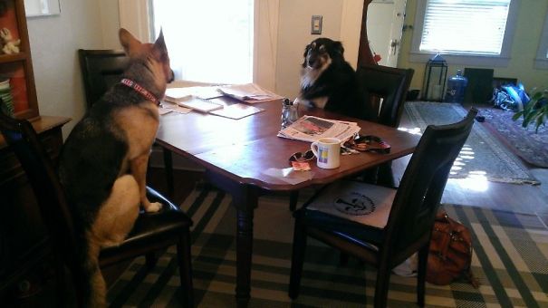 My Friend Woke Up And Went Into Her Dining Room To This