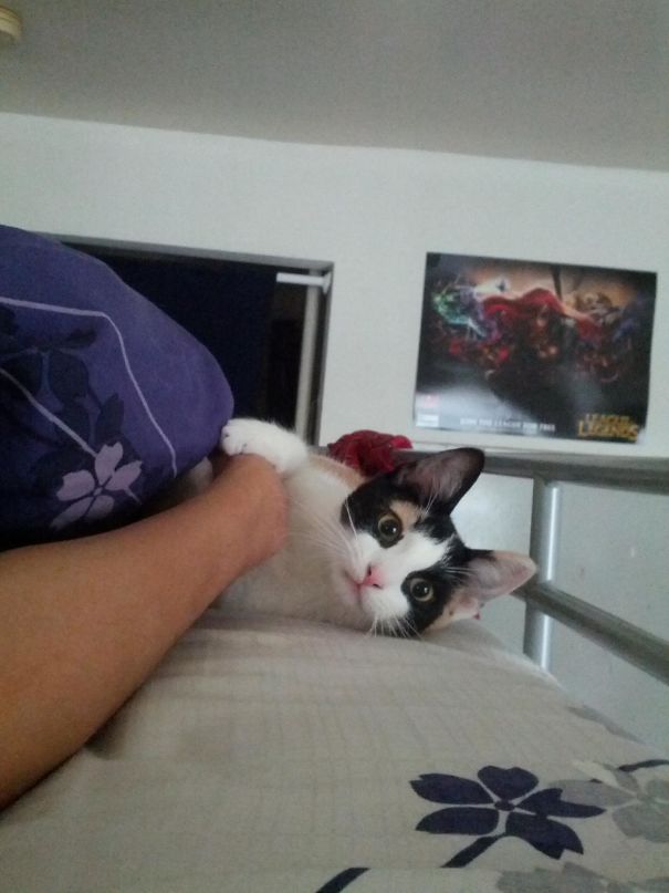 I Sleep On A Loft Bed, And She Has Never Been Able To Jump Up To My Bed, Until Today. Woke Up To This In The Morning