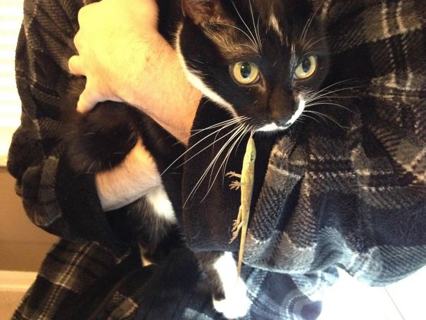 Woke Up To Find That My Cat Had Lost A Battle Against A Rather Determined Gecko