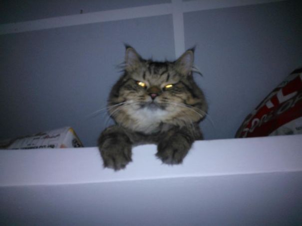 Woke Up In The Middle Of The Night To Drink Water And Suddenly I See Our Cat Staring At Me