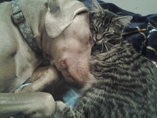 I Just Woke Up To The Cutest Thing I've Ever Personally Witnesed. I'm Melting