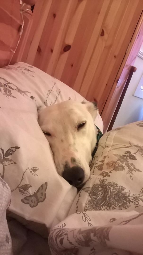 My Dog Thinks He's A Person. My SO Went To Work Early And I Woke Up To This