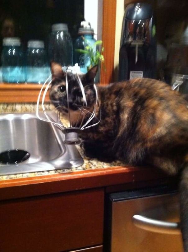 Woke Up To A Weird Sound In The Kitchen