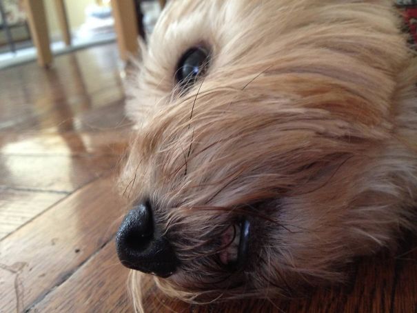 Threw My Back Out, Napped On The Floor. This Is What I Woke Up To