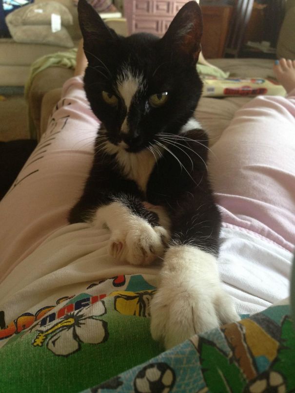 Woke Up From A Nap To This Little Shits Claws In My Abdomen