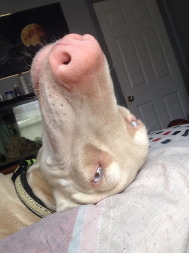 Woke Up To My Dog Sharing My Pillow, Giving Me This Face. Endearingly Frightening