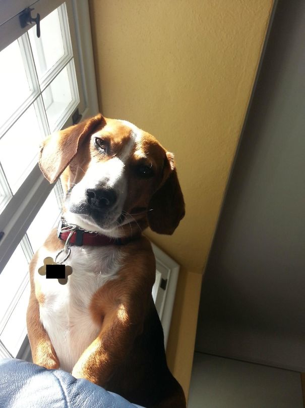 After A Morning Shift, I Took A Nap On The Couch. I Woke Up To Find My Dog (Who Thinks He's A Cat), Staring At Me Like This