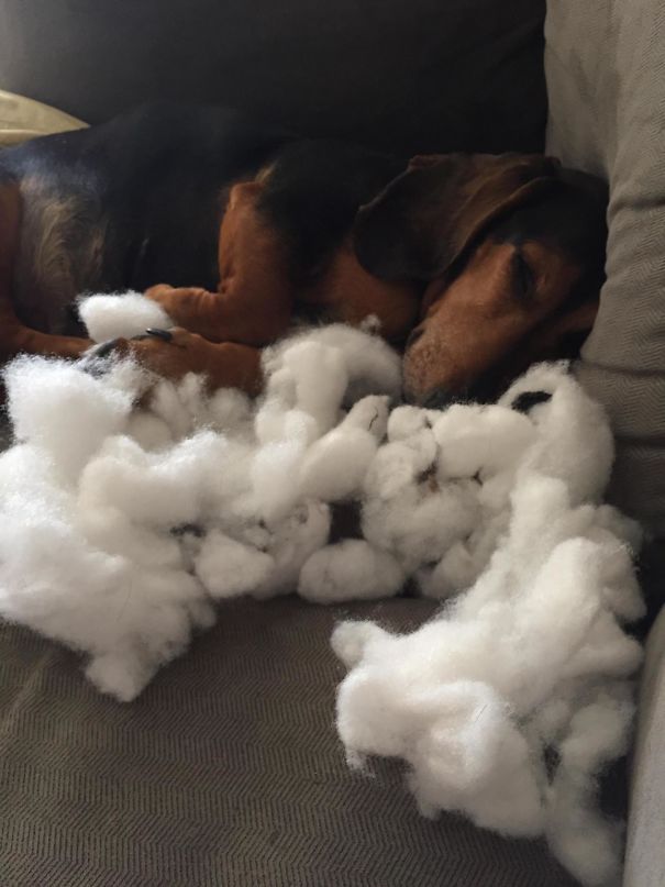 Woke Up To Find This Pupper Sleeping On A Cloud