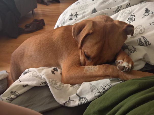 Woke Up To This. He Isn't Allowed On The Bed So He Kept His Hind Legs On The Floor