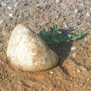 skoolofveganslovensko avatar