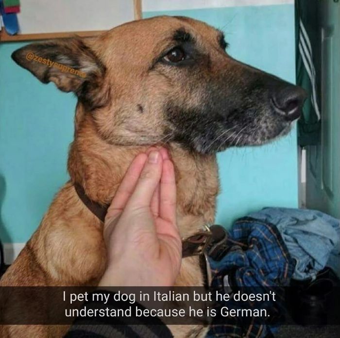 Man petting a german shepherd with italian gesture 