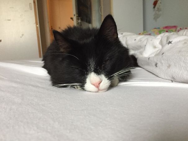 I´m Home From Uni For The Weekend And Woke Up To This Face- I Think My Cat Is Happy That I´m Home