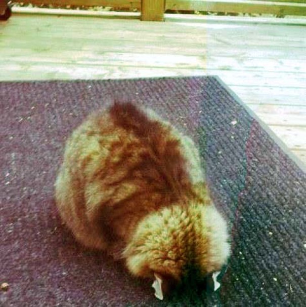 My Friend Forgot To Let Her Cat In Last Night. She Woke Up To Find Her Cat Asleep Like This On The Front Porch. Thought You Might Laugh As Hard As I Did, Enjoy. (No Filter, But Taken Through A Stained Glass Window To Avoid Opening The Door And Awakening The Cat)