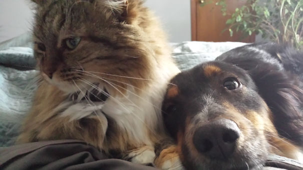 What I Wake Up To In The Morning. Not All The Pets, Just These Two. Always These Two Goobers. Right In My Face