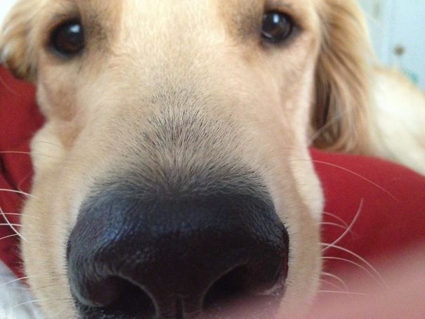 I Wake Up To This Sweet Little Nose Every Morning