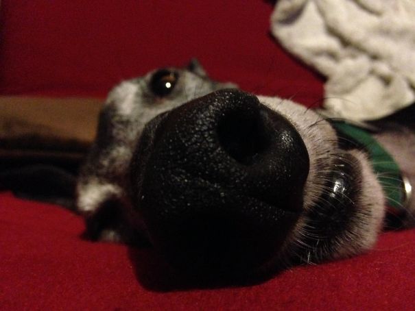 Every Time I Take A Nap, I Wake Up To This Face