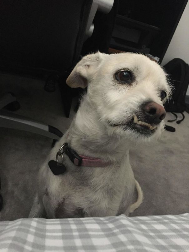 I Wake Up To My Dog Like This Every Morning