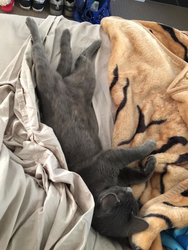 I Wake Up To This Floofy Hogging The Bed Every Morning