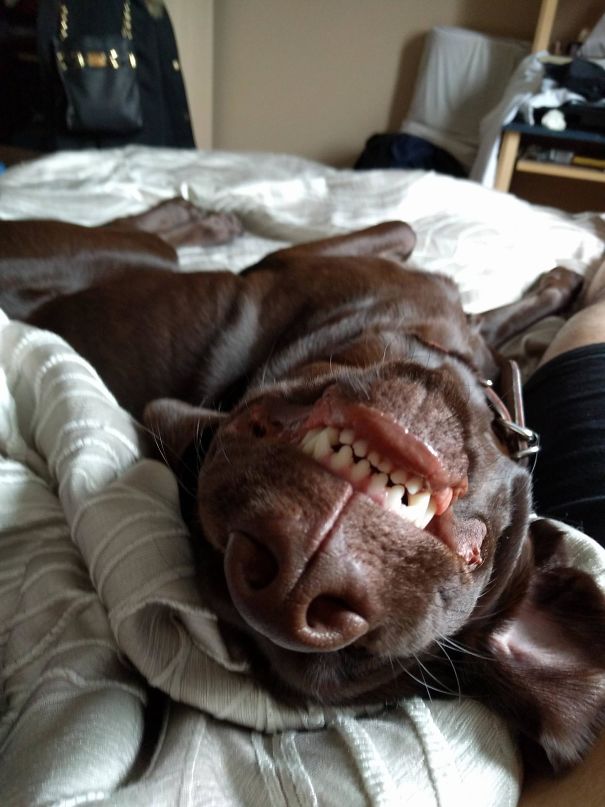 This Is My Dog Django. And This Is How He Likes To Wake Me Up In The Morning