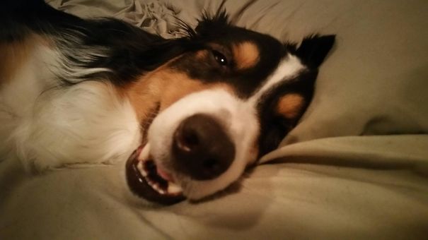 Opened My Eyes To This Thing Sharing My Pillow This Morning