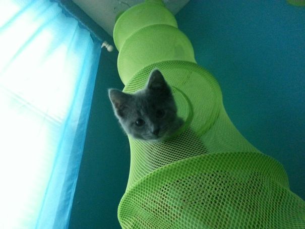 Woke Up To Clawing Sounds, Looked Up And This Little Guy Was Staring Me Down