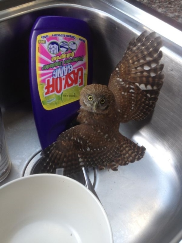 Woke Up This Morning And Went To The Kitchen To Find A Baby Owl