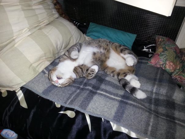 Woke Up The Other Night After Leaving My Window Open For Fresh Air. Didnt Expect This Home Invader