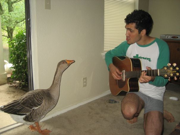 Living Alone In Nashville, I Used To Wake Up Every Morning To This Gal (She's Wild) Squawking For Food At My Back Slider. One Morning I Serenaded Her With My Guitar. The Next Week She Made A Nest And Laid Eggs On My Patio. I Named Her Greta