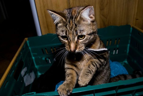 My Housemate Said He Was Going Out To Buy A Mouse Trap... This Is What He Returned With