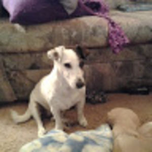 sandradeegawel avatar