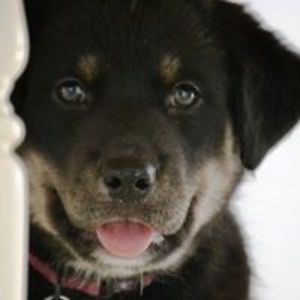 igmorrissette avatar